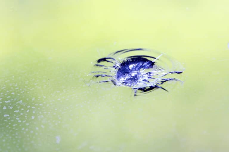 Close up of a rock chip in a windshield, repairable by A to Z Auto Glass in Aurora Colorado